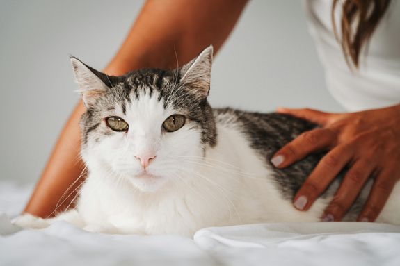 A tabby cat being gently petted indoors, capturing a cozy moment in San José, Costa Rica.