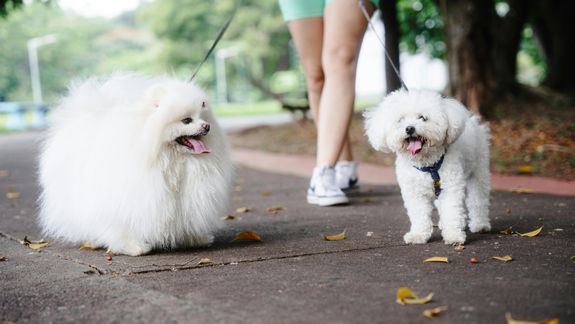 How do I book a walk for my dog?