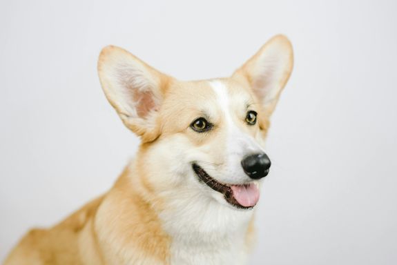 Pet Socialization