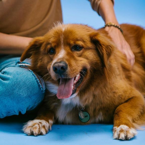How do I schedule in-home pet care services?