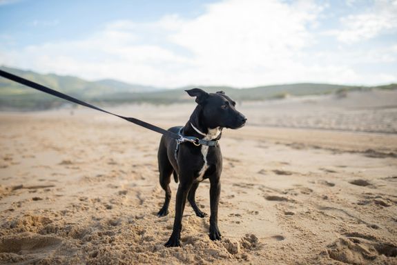 Professional Dog Walking Services in Emeryville, CA