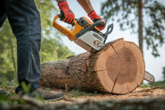 Expert Tree Services in Memphis, TN