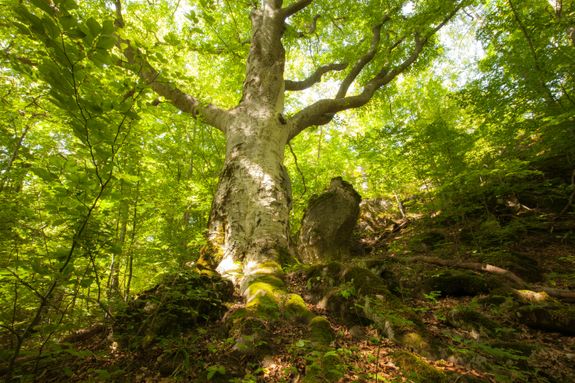 Are your emergency tree services available in Palmerston North?