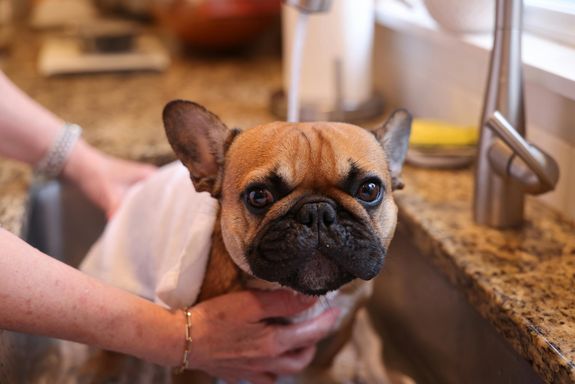 Adorable French Bulldog getting a bath in a kitchen sink with human assistance.