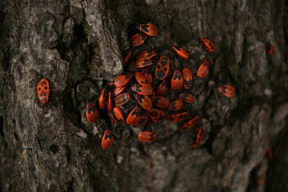 A Group of  Black and Orange Bugs on Tree trunk