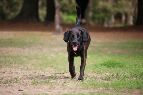 Caring and Reliable Dog Walking Services in Matthews, NC