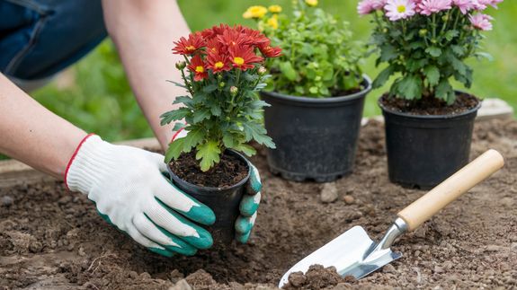 Transform Your Citrus County Yard with Stunning Garden Beds