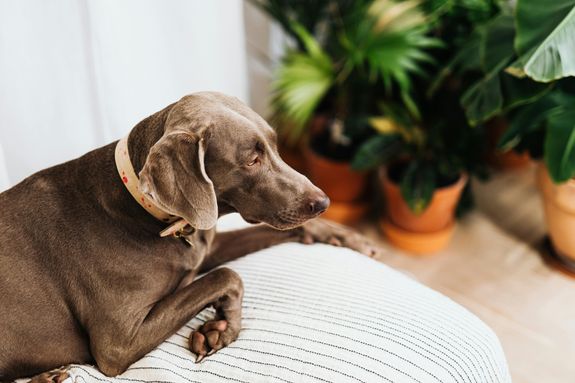A Black Dog Lying on White Textile