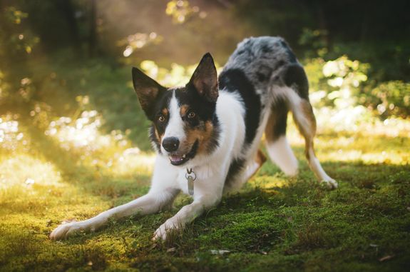 How do you tailor your walks to fit my dog’s needs?
