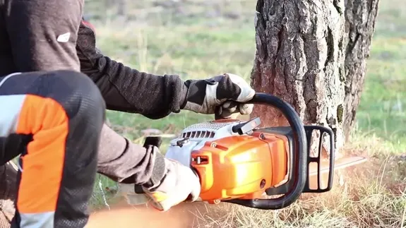 Expert Tree Care Solutions in Memphis, TN with Gonzalez Tree Service