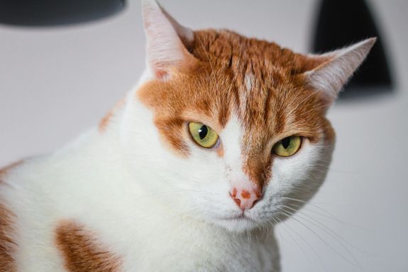 De-shedding Treatment