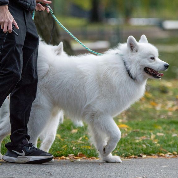 How often can we adjust the walking plan?