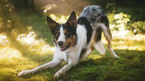 Expert Dog Walking Services in Emeryville, CA