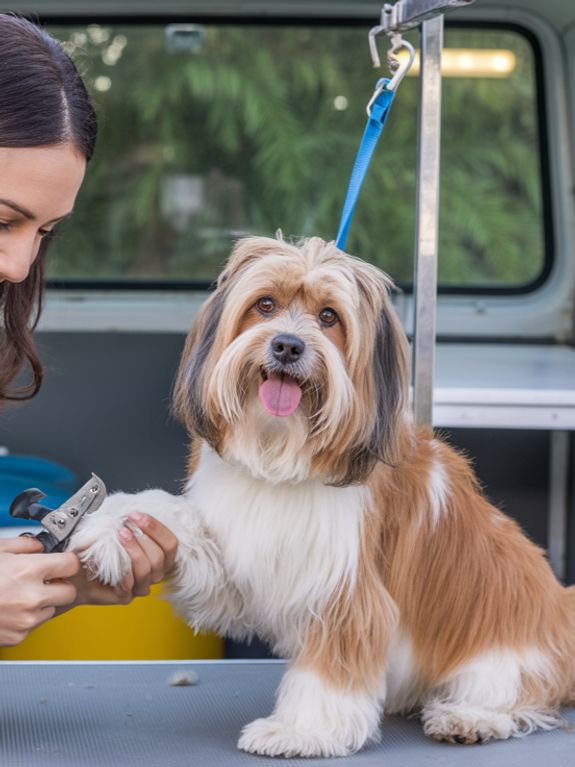 Čo mám urobiť, aby som pripravil svojho psa na jeho prvé strihanie?