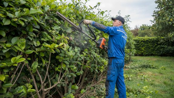 Swift Safety for Your Trees in Palmerston North.