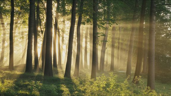 Low Angle View of Bare Tree Against Sky