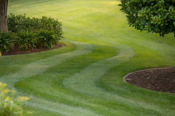 Shallow Focus Photography of Green Grasses during Daytime