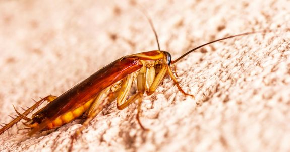 How often should I have my home treated for pests in Pepper Pike?