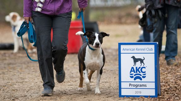 Transform Your Dog's Behavior with Positive Training in Ponchatoula, LA