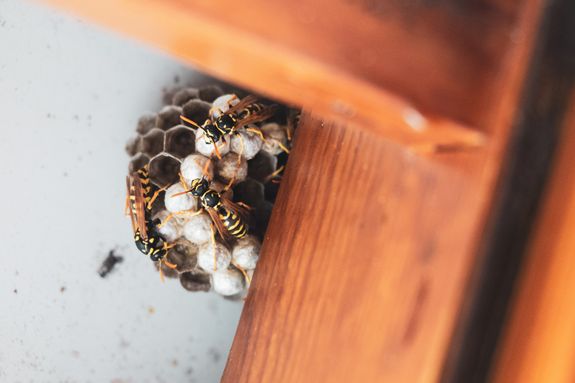 Veteran Expertise in Pest Control