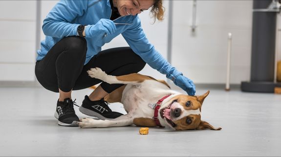 Supportive Community for Dog Lovers