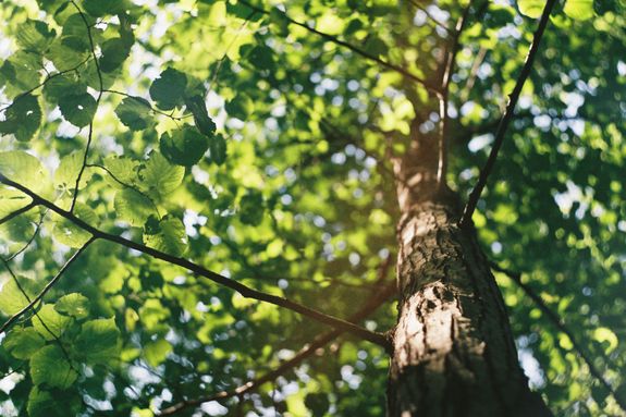 macro shot photography of tree during daytime