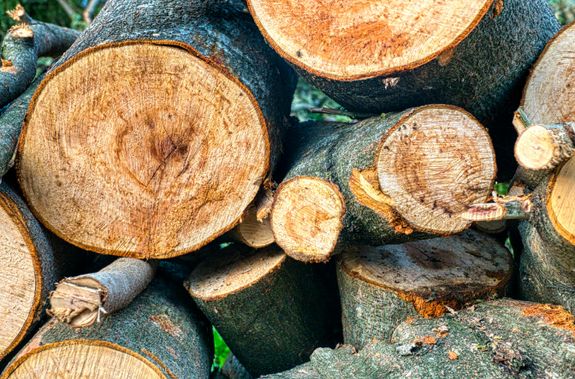 What time of year is best for precision pruning?