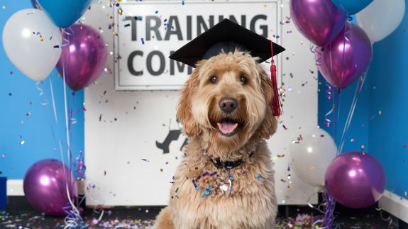 Transforming Lives Through Dog Training