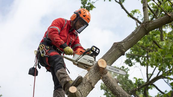 Your Trusted Partner for Expert Tree Care