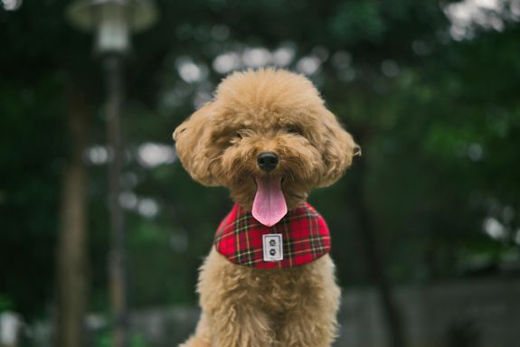 
An Adorable Toy Poodle