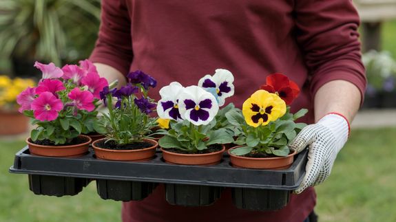 Is there a best time of year for hedge trimming?