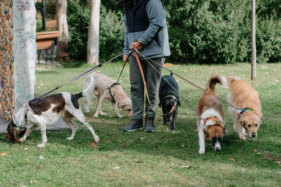 Personalized Dog Walking Services in Washington D.C.