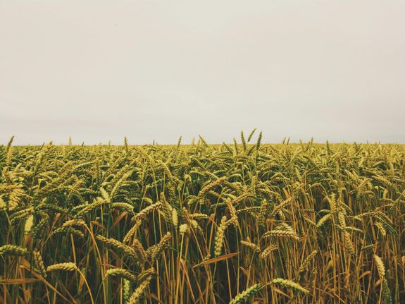 Wheat Field Under Gray Sky