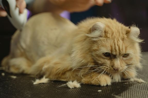 Orange Tabby Cat Lying on Black Textile