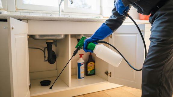 Reliable Pest Control Services in Ottawa, ON