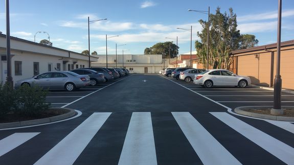 Green Leaf Plant on Wall