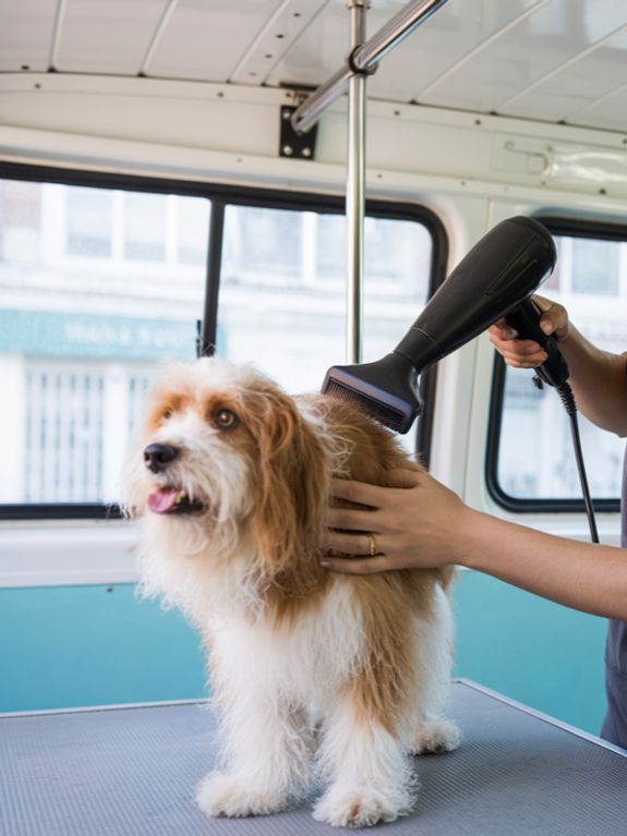 Kompletné služby starostlivosti o srsť