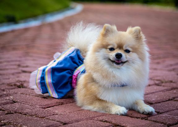 Pomeranian in a Dress Lying on the Sidewalk