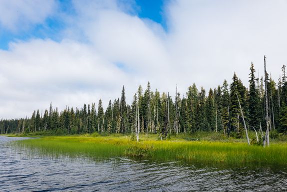 What should I do to prepare for a pest control treatment?