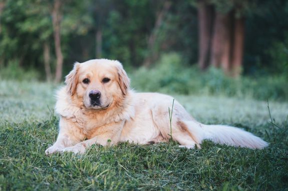 A Golden Retriever Lying on Grass