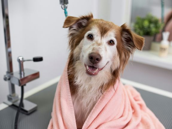 Community of Happy Pets