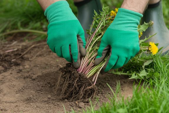 Comprehensive Residential Gardening Solutions