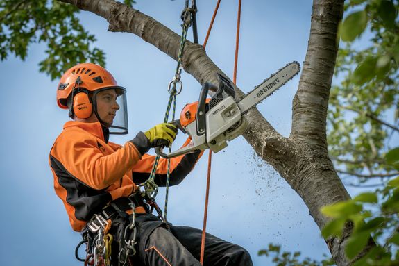 Expert Tree Care Services in Las Vegas, NV