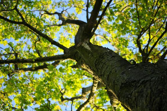 Low-angle Photo of Green Leafed Tree