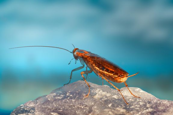 A Cockroach on a Rock 