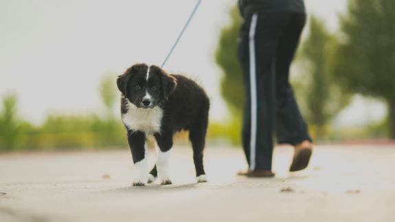 Solo Walks for Shy Dogs