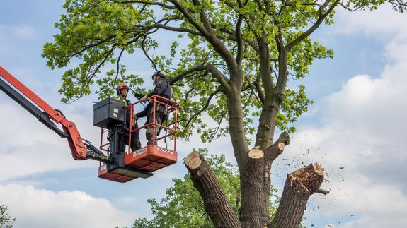 Tree Trimming and Pruning