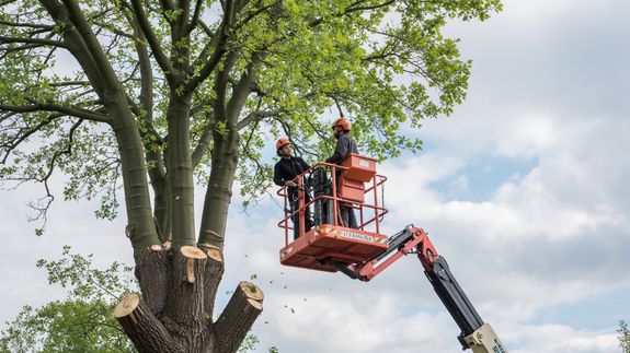 Your Trusted Partner in Tree Care