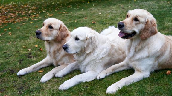 Dogs Lying on Green Grass Field