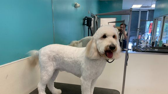 Transform Your Pup’s Look—North Augusta's Best Grooming Awaits